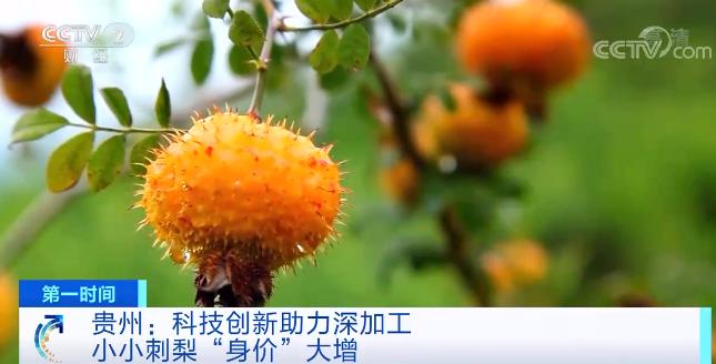 贵州刺梨 特色农业的黄金产业与产业链延伸之路